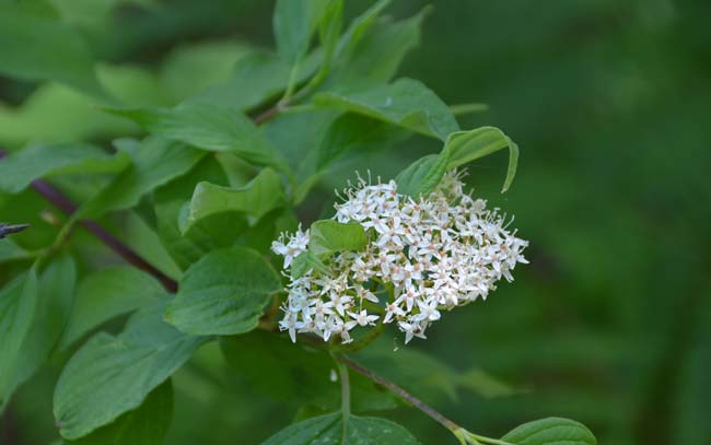 Cornus sericea, Red-osier Dogwood, Southwest Desert Flora